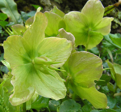 Schwarze Nieswurz, Helleborus niger